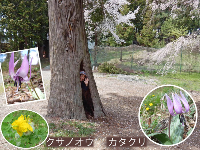 photo15大きな洞のある木