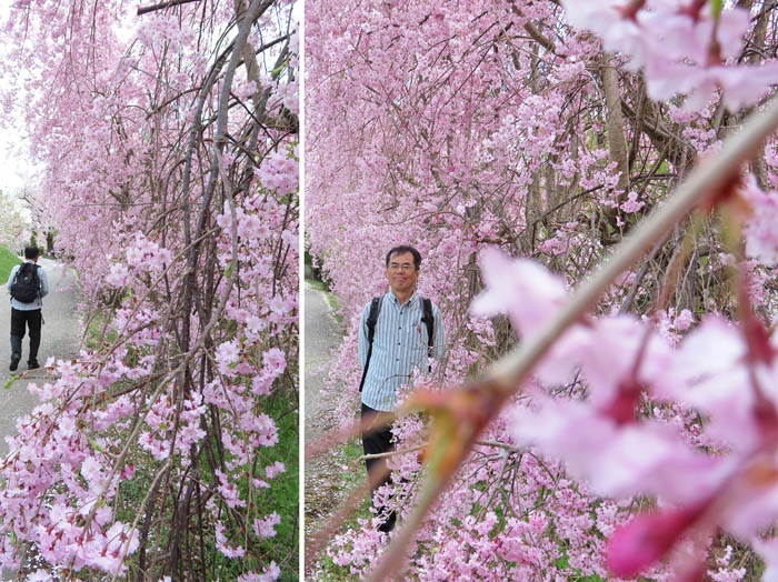 photo2枝垂れ桜の壁