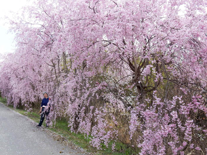photo3満開の枝垂れ桜