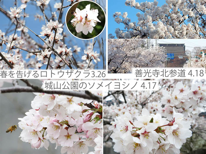 photo8今は葉桜になってしまった街の桜