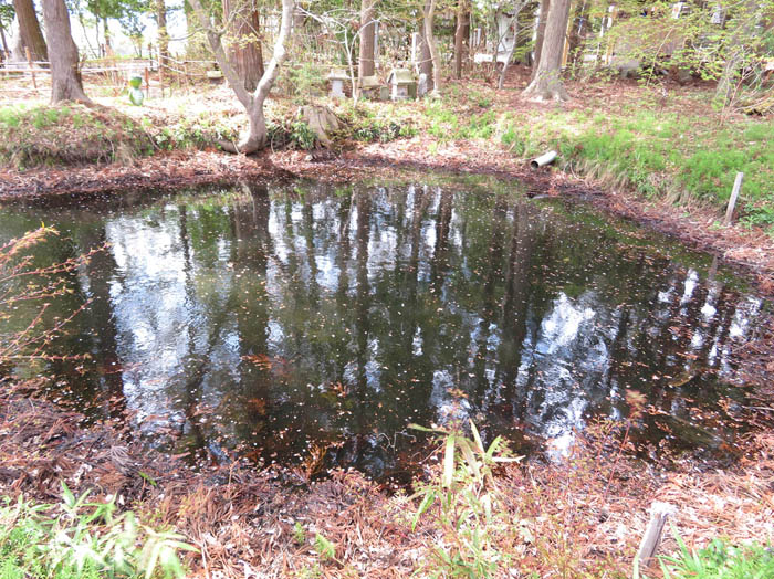 photo9池に浮かぶ桜の花びら