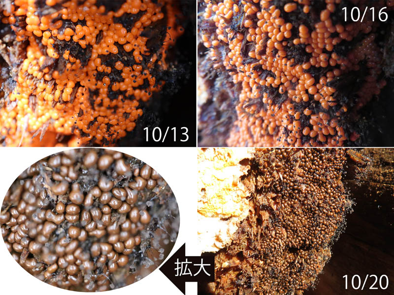 photo：粘菌ヌカホコリの仲間：地附山