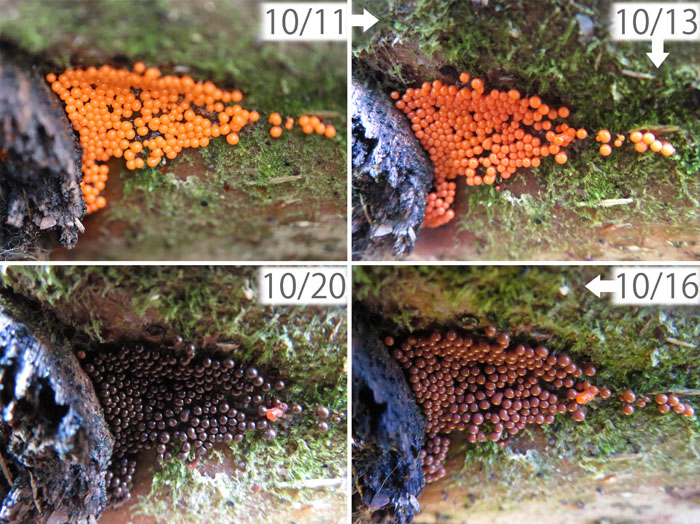photo：粘菌イクラからチョコボールに？：地附山