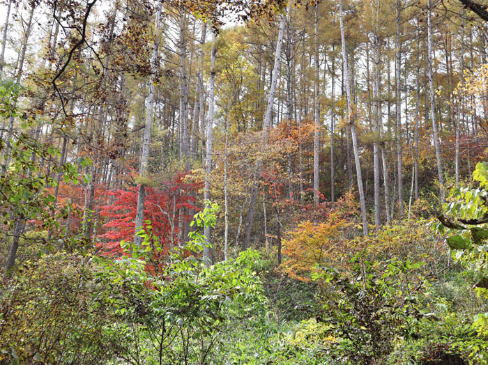 photo：晩秋の森：大谷地湿原