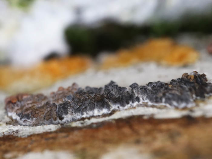 無惨なムレウツボホコリ：地附山