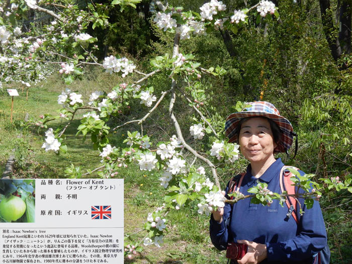 photo22ニュートンのリンゴ