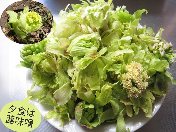 photo24フキノトウ収穫