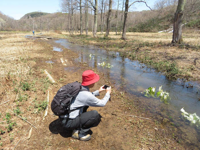 photo5水の中で咲くミズバショウ