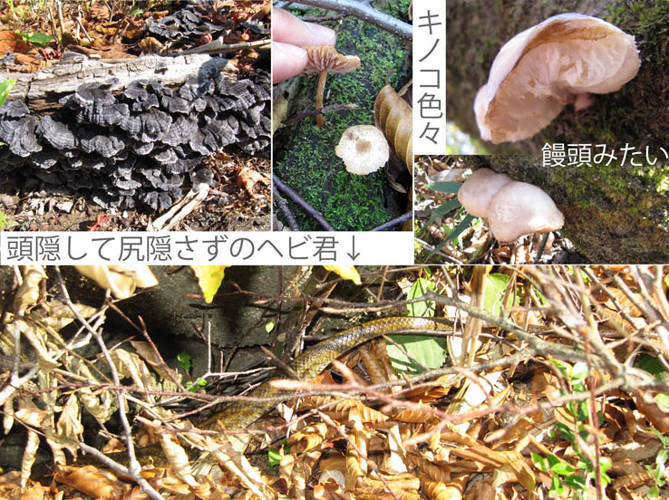 photo11自然の姿は面白い