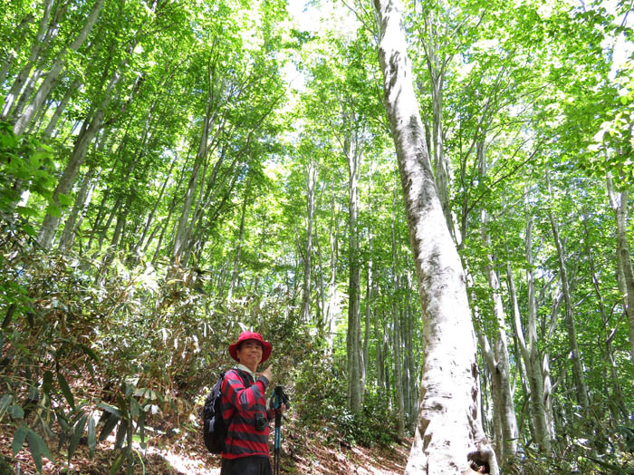 photo13美しいブナの森：袴岳