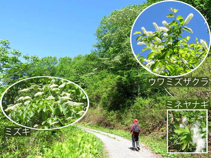 photo22赤池への林道,ミズキ,ウワミズザクラ,ミネヤナギ：袴岳