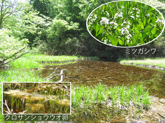 photo4袴池,ミツガシワ,クロサンショウウオの卵