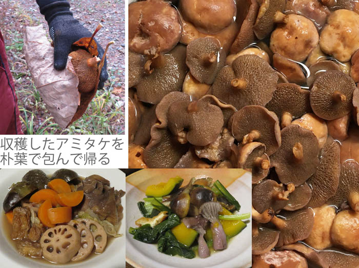 photo：秋の味覚キノコ：地附山