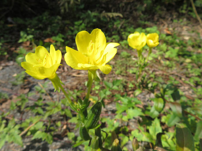 photo：マツヨイグサ：地附山