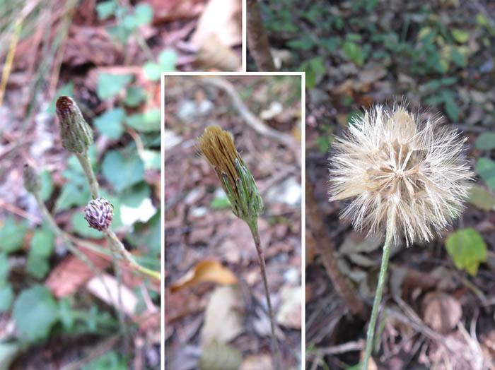 photo：センボンヤリ閉鎖花と実：地附山