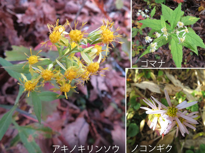 photo： アキノキリンソウ,ノコンギク,ゴマナ：黒岩山