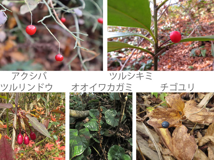 photo：アクシバ,ツルキシミ,ツルリンドウ,オオイワカガミ,チゴユリ：黒岩山