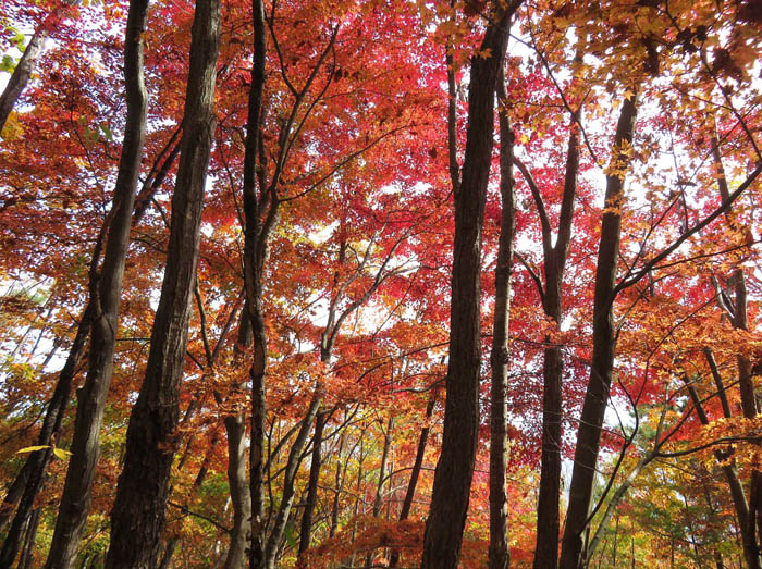 photo：紅葉：地附山