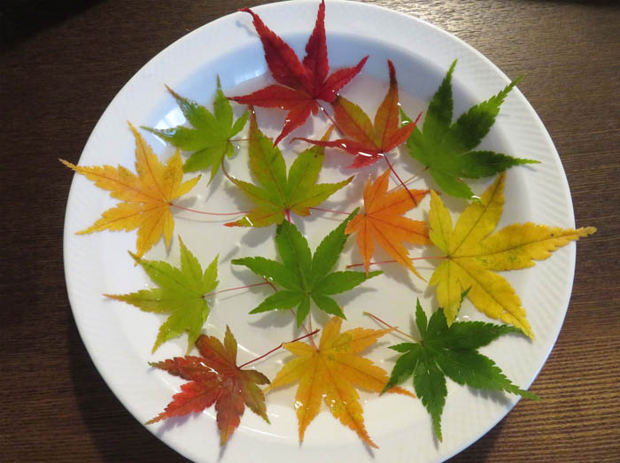 photo：色とりどりのもみじ：地附山から
