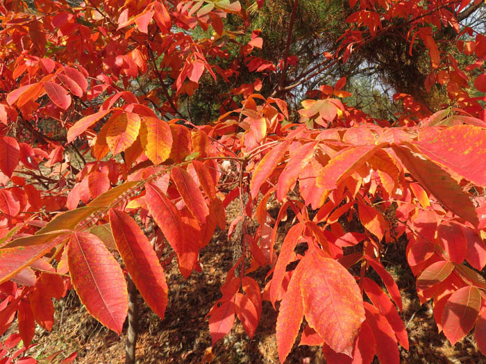 photo：ヌルデの紅葉：地附山