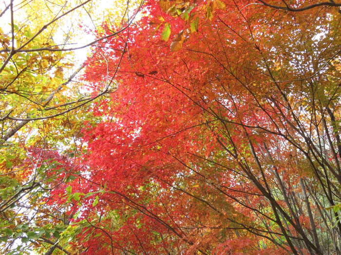 photo：カエデ：地附山