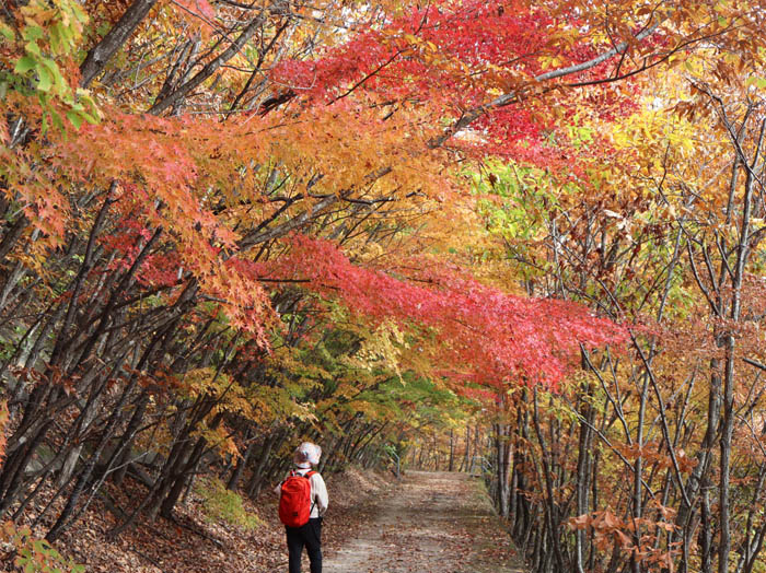 photo：中腹は紅葉の盛り：地附山