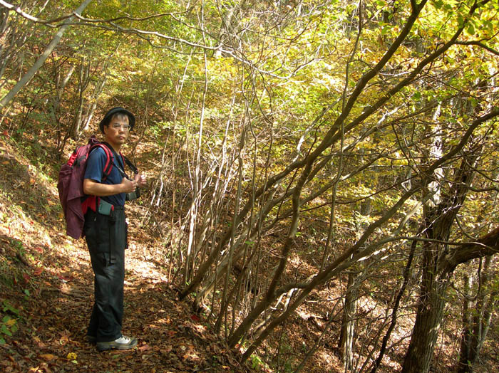 photo：黄葉：扇山