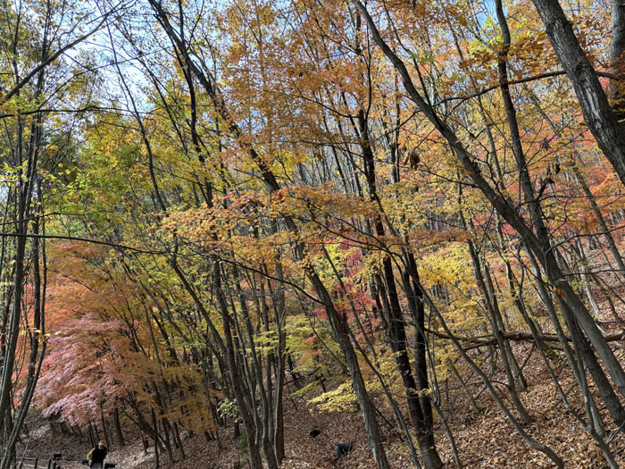 紅葉：地附山