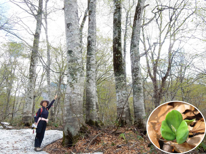 19ブナの森と芽吹き：奥裾花自然園