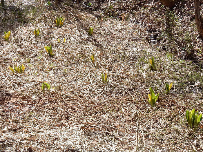 23黄色いミズバショウ：奥裾花自然園