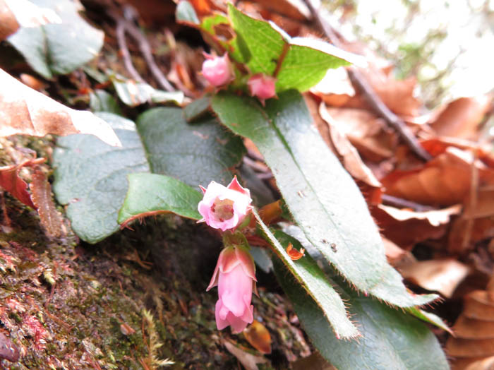 イワナシ：奥裾花自然園
