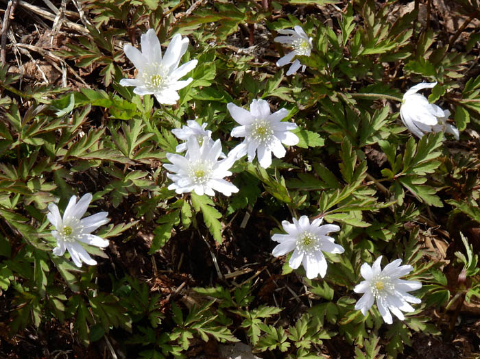 キクザキイチゲ：奥裾花自然園