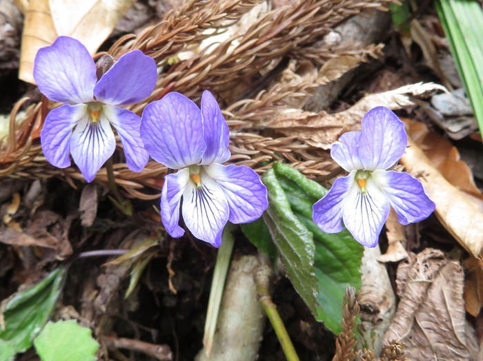 スミレサイシン：奥裾花自然園