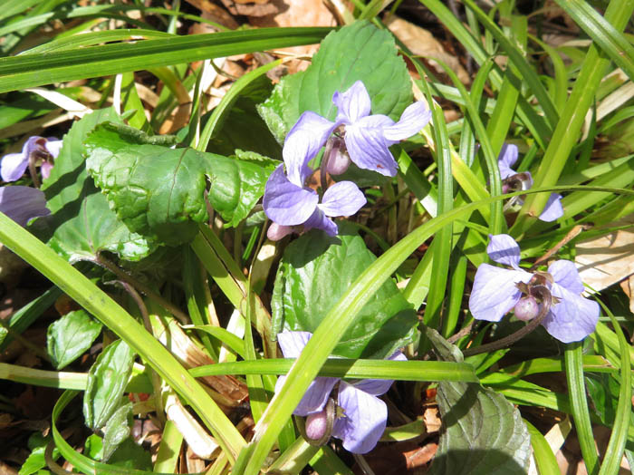 スミレ仲間：奥裾花自然園