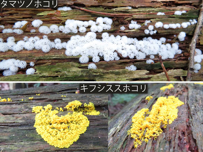 8粘菌に会う