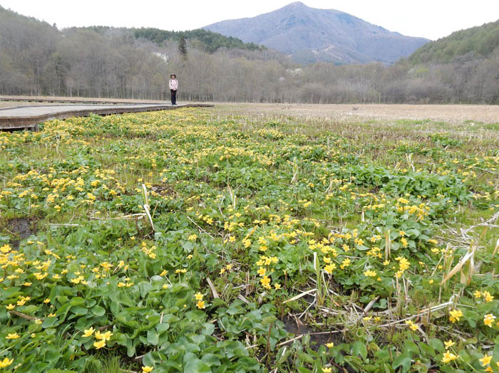 11大谷地湿原のリュウキンカ