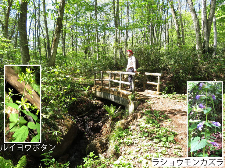 17いくつも沢を越えていく,ラショウモンカズラ