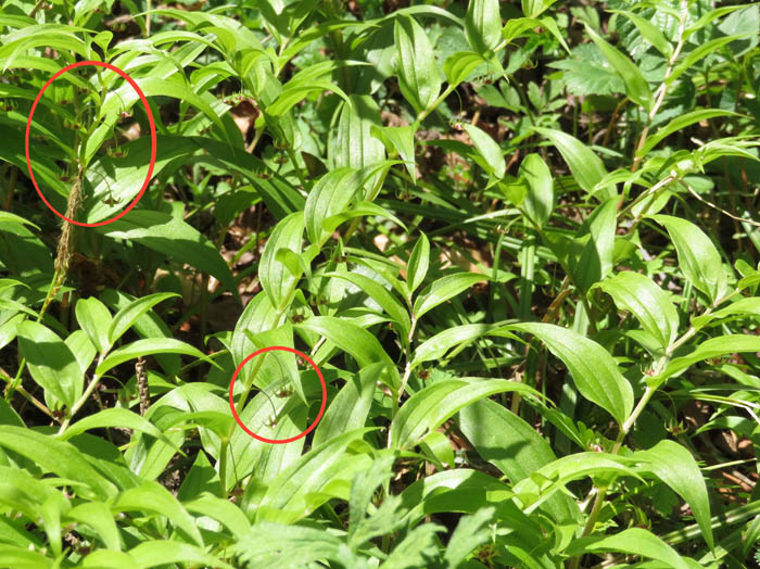 21花が見つけにくいタケシマラン