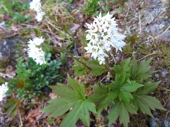 イワヤツデ