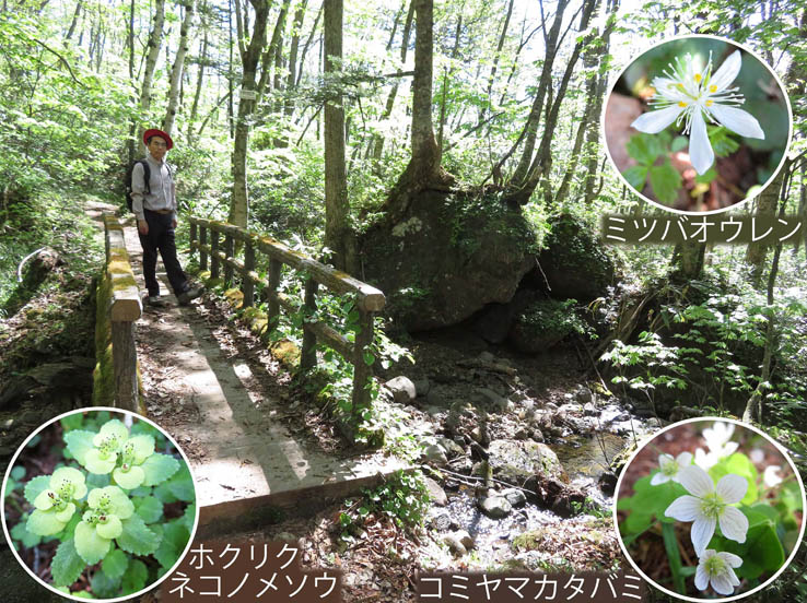 23花を見ながら沢辺を行く,ミツバオウレン,コミヤマカタバミ,ホクリクネコノメソウ