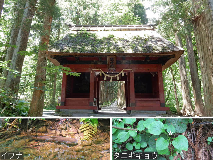 27随神門,イワナ,タニギキョウ