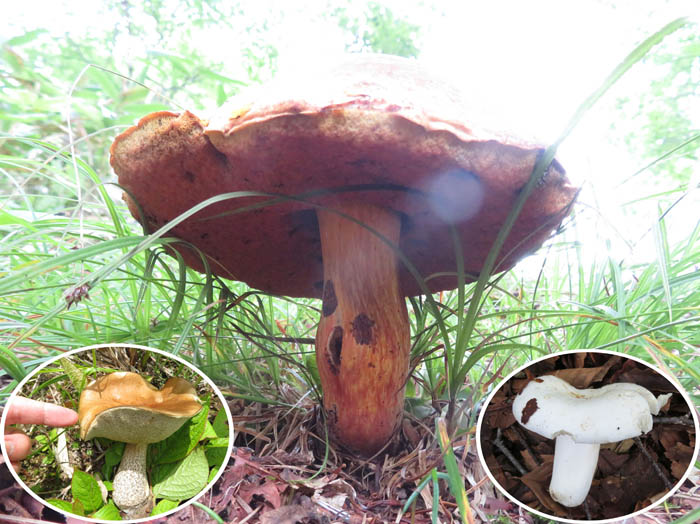 10大きなキノコが隠れてる