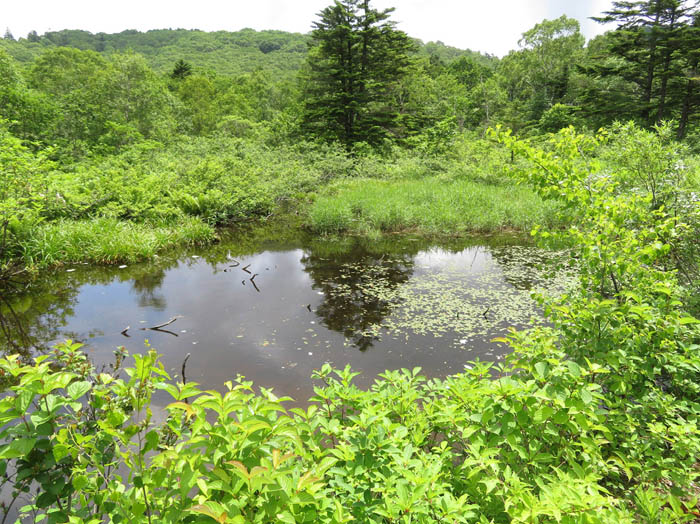 8山上の池