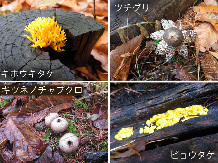 photo：キホウキタケ,ツチグリ,キツネノチャブクロ,ビョウタケ：三峯山