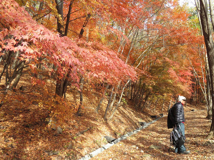 photo：マメホコリ：地附山