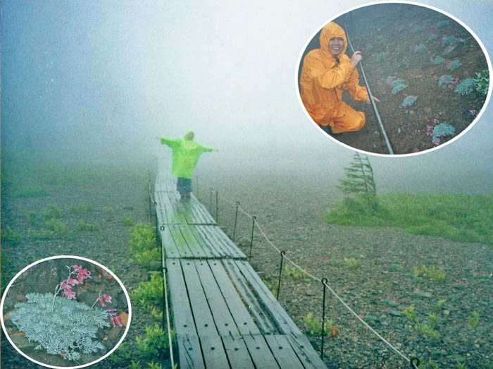 photo12霧雨の中コマクサ満開