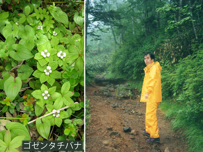 photo13森の中を行く,ゴゼンタチバナ