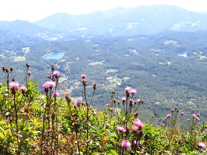 写真10アザミ