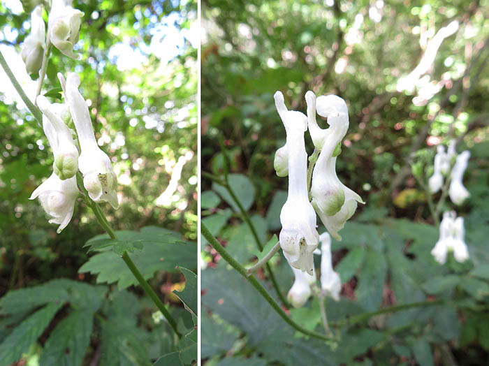 photo10レイジンソウ白花