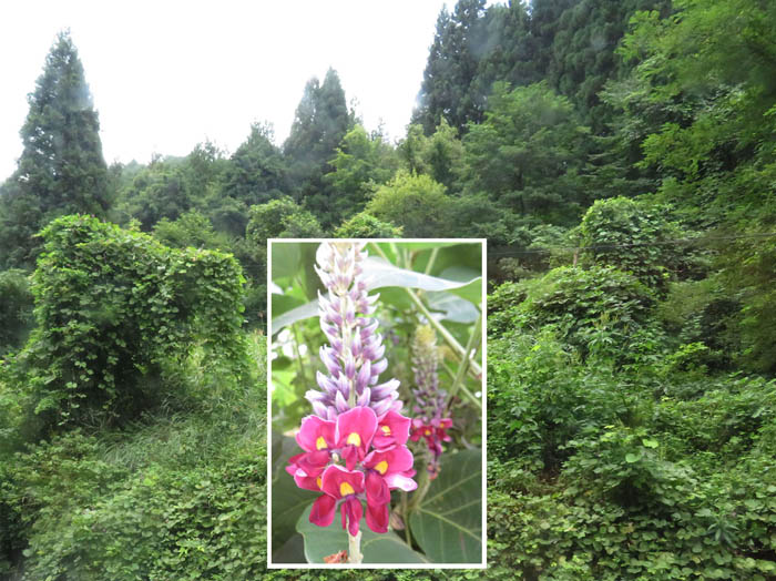 photo16マント植物の代表クズ